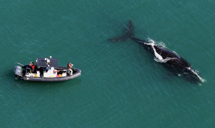 video cover Saving Florida's Marine Mammals