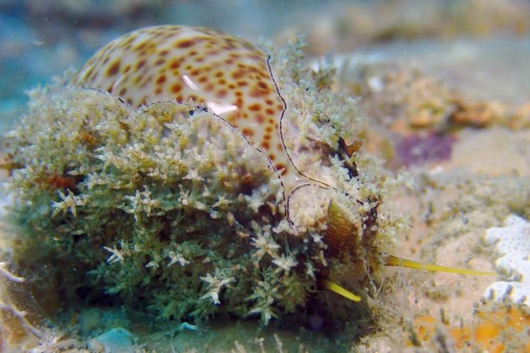 Sea Snail Stowaway